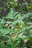 Pteridium pinetorum. Вайя в окружении листьев Convallaria majalis. Воронежская обл., Воронежский заповедник, сосновый бор. 11.07.2024.