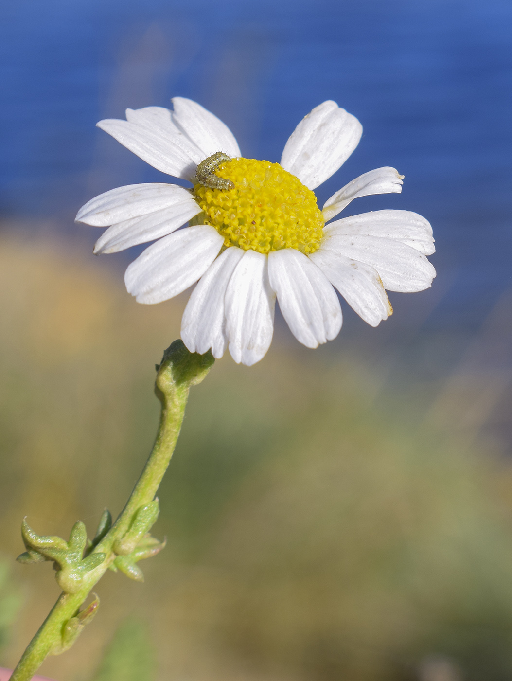 Изображение особи Anthemis maritima.