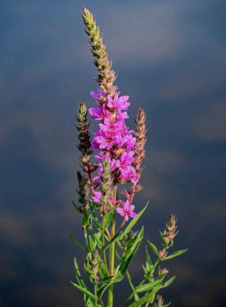 Изображение особи Lythrum salicaria.