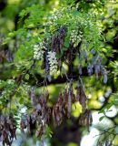 Robinia pseudoacacia