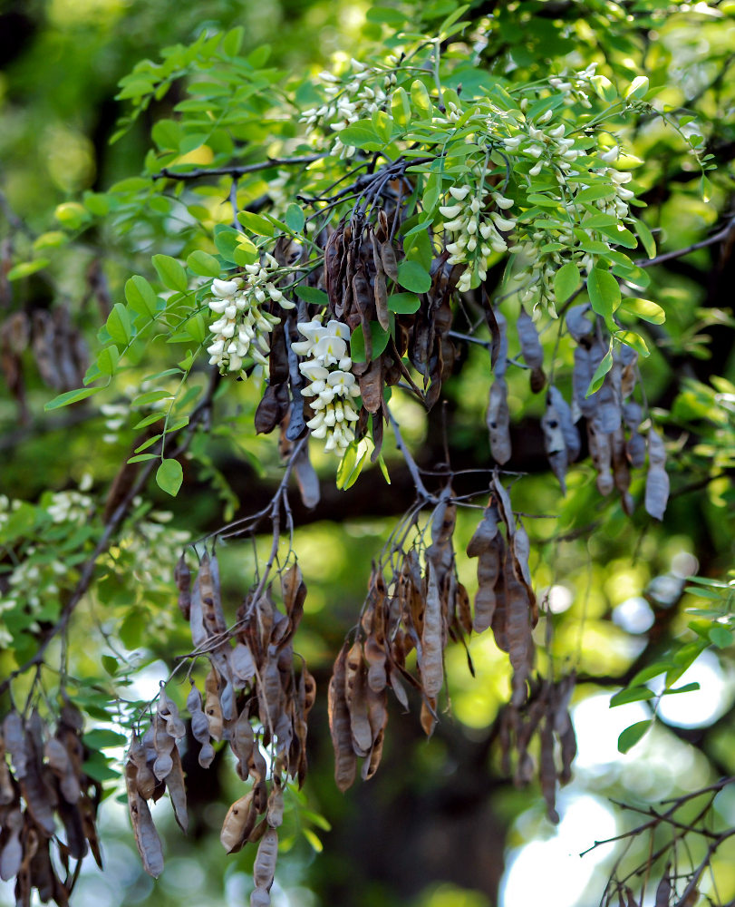 Image of Robinia pseudoacacia specimen.