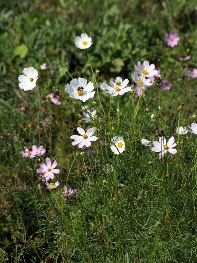 Изображение особи Cosmos bipinnatus.