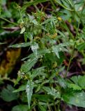 Bidens cernua