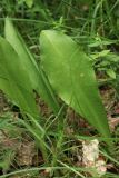 Platanthera chlorantha. Прикорневые листья. Ленинградская обл., Лужский р-н, окр. дер. Кемка, дол. р. Луга, сырой пойменный лес. 14.06.2024.