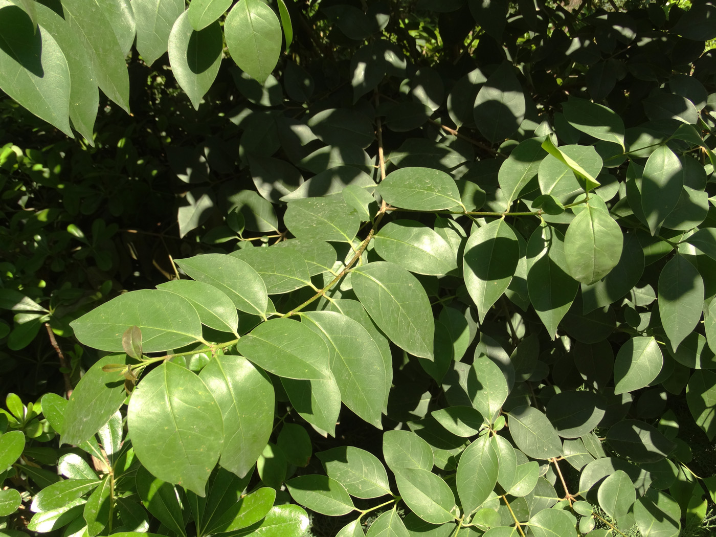 Изображение особи Ligustrum lucidum.