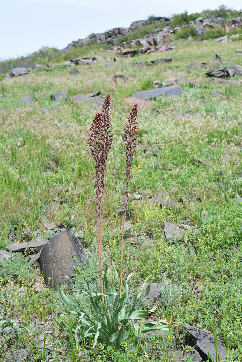 Изображение особи Eremurus cristatus.