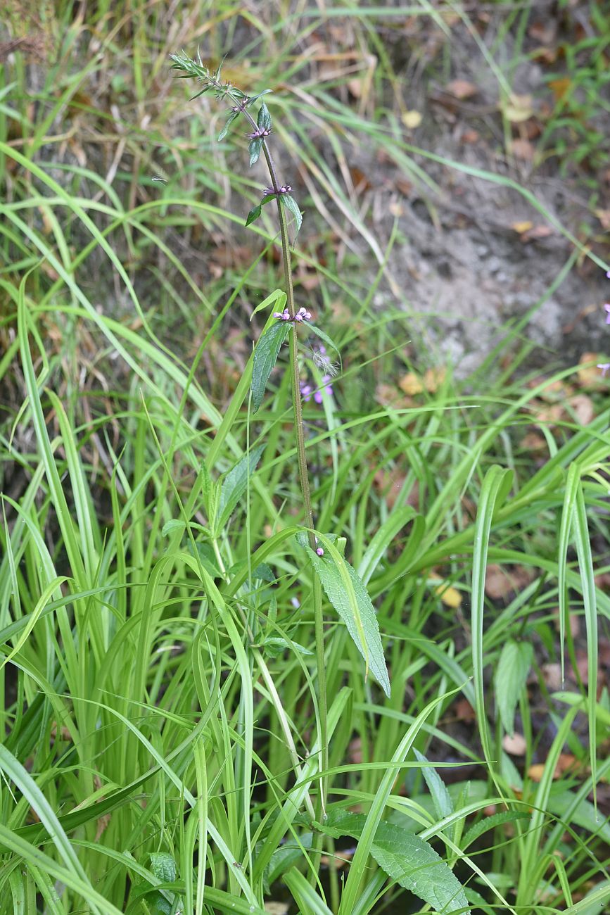 Изображение особи Stachys palustris.