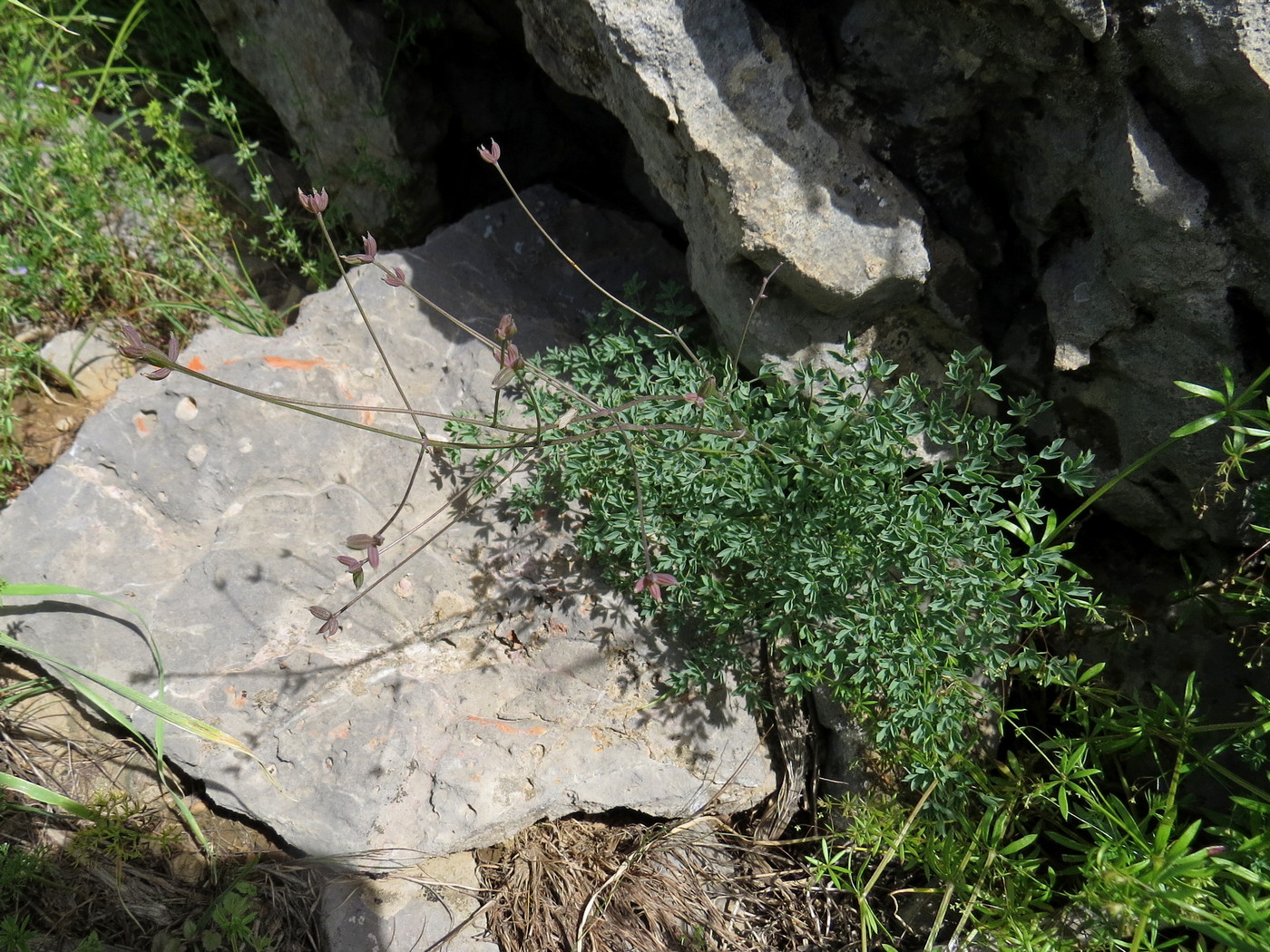 Image of Thalictrum isopyroides specimen.