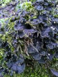 Peltigera praetextata. Талломы на замшелой кочке. Ленинградская обл., Выборгский р-н, ГПЗ «Раковые озёра». 19.11.2024.