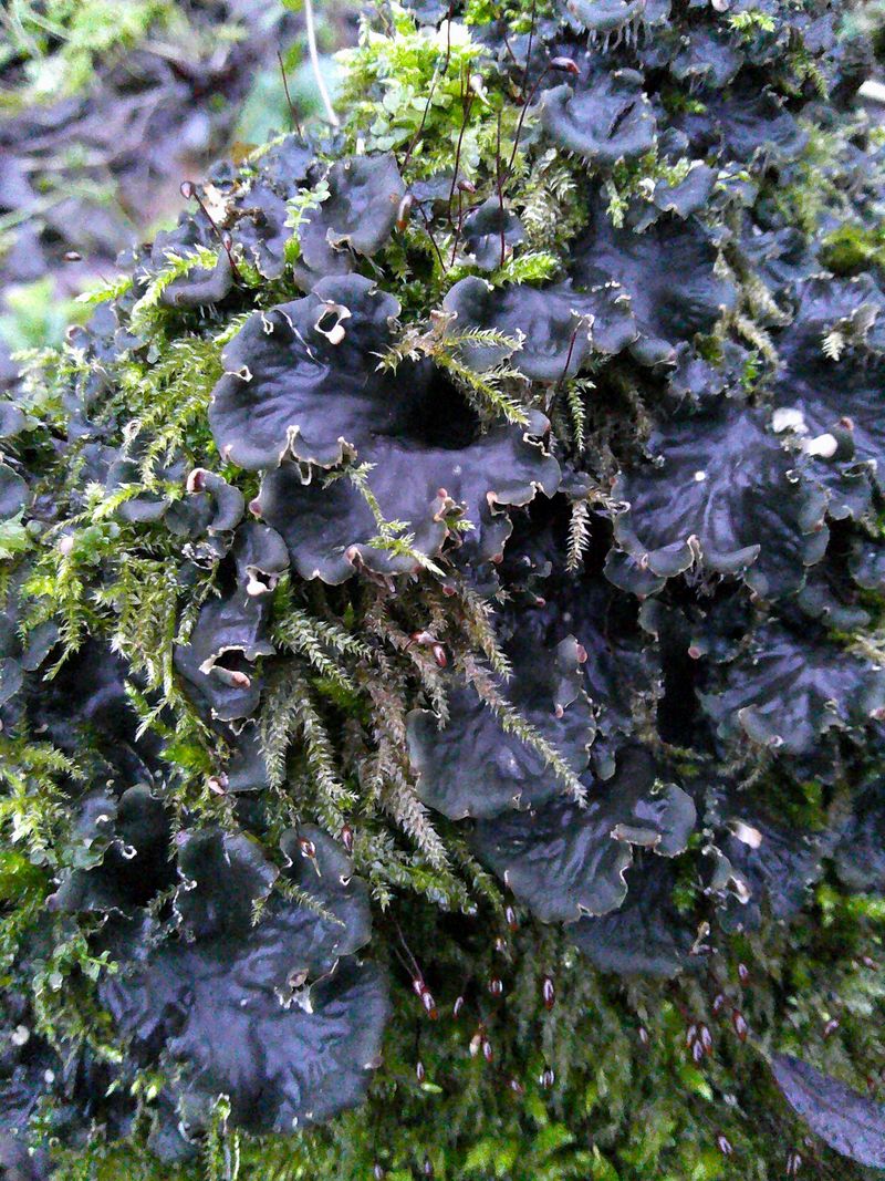 Image of Peltigera praetextata specimen.