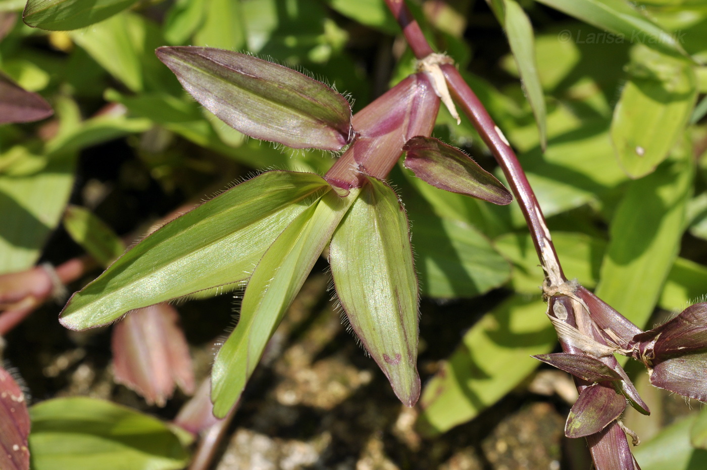 Image of Axonopus compressus specimen.