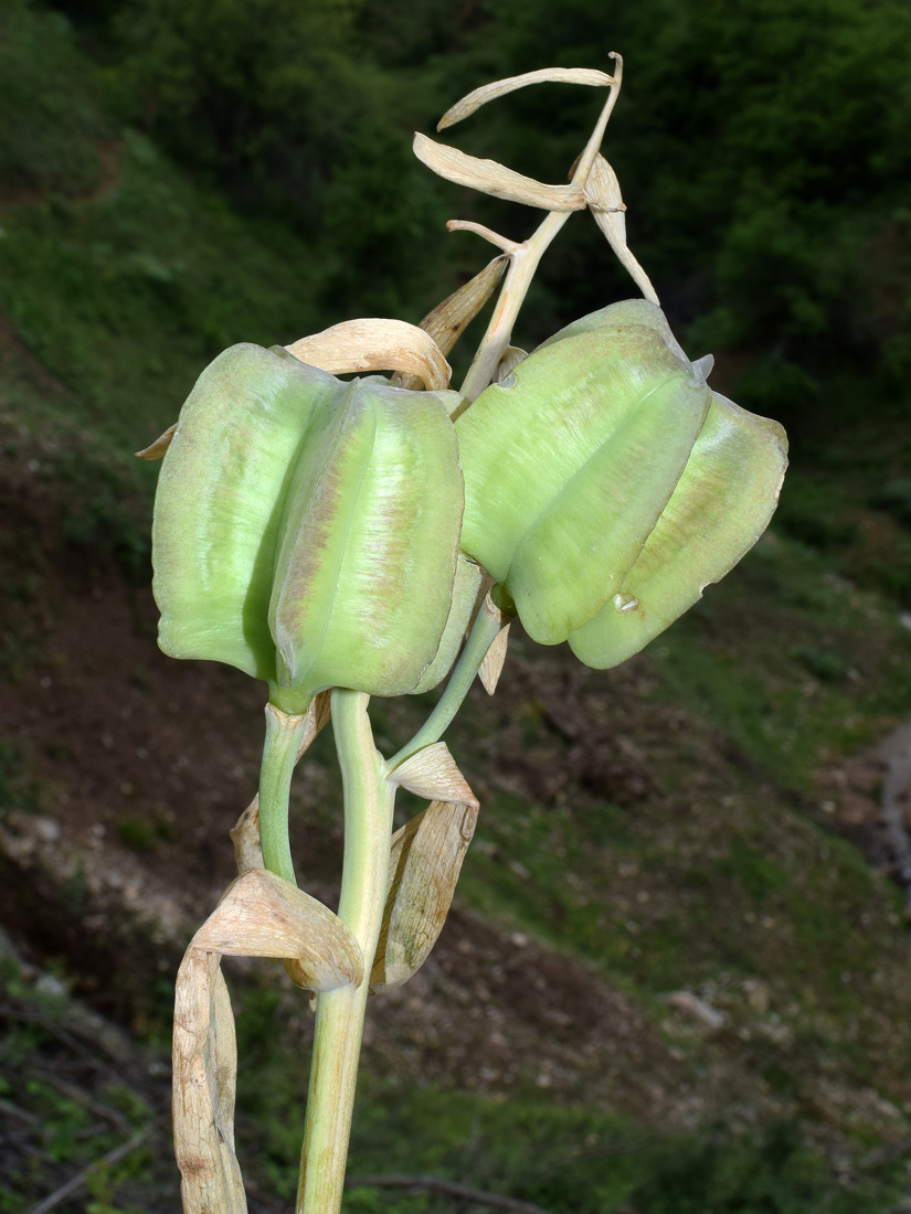 Image of Korolkowia sewerzowii specimen.