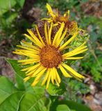 Inula helenium