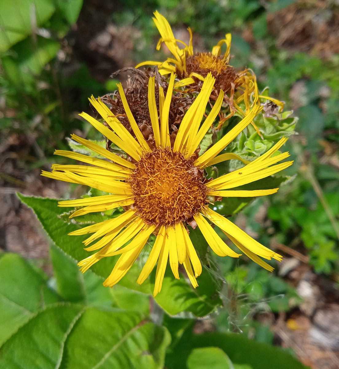 Image of Inula helenium specimen.