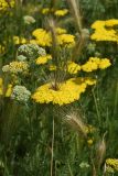 Achillea arabica. Соцветие (вверху торчит частично колос Hordeum leporinum). Узбекистан, г. Ташкент, Актепа Юнусабадская. 23.05.2015.