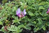 genus Astragalus