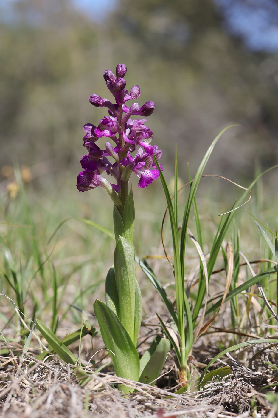 Image of Anacamptis morio ssp. caucasica specimen.