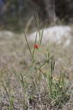 View full-size image Lathyrus sphaericus