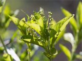 Смотреть изображение Mercurialis perennis