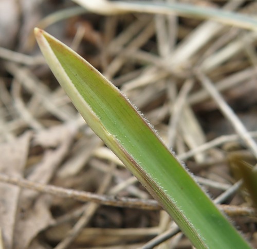 Image of Bellevalia sarmatica specimen.