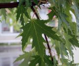 Смотреть изображение Acer saccharinum