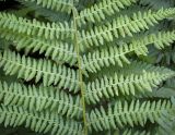 Смотреть изображение Athyrium filix-femina