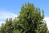 View full-size image Tilia × europaea