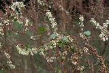 View full-size image Fallopia dumetorum