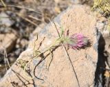 View full-size image Trifolium pamphylicum