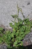 View full-size image Rumex hastifolius