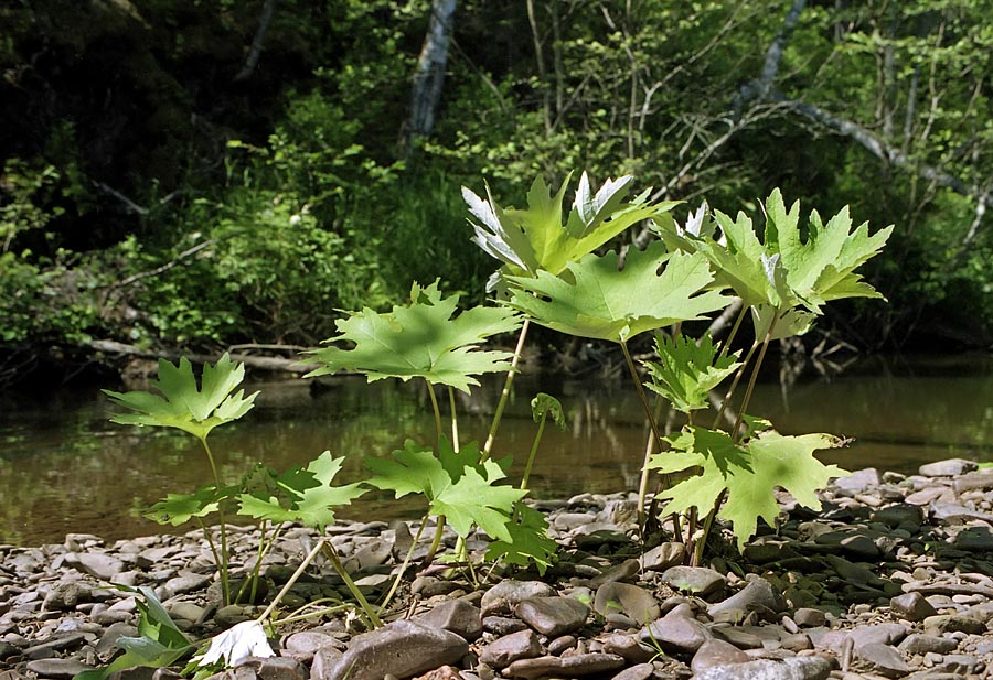 Image of Petasites tatewakianus specimen.