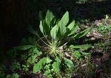 View full-size image Solenanthus biebersteinii