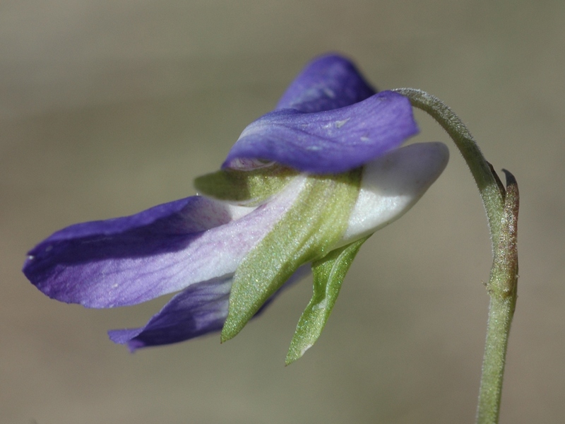 Изображение особи Viola rupestris.