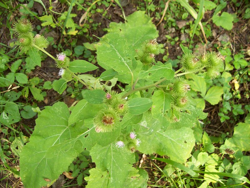 Image of Arctium minus specimen.