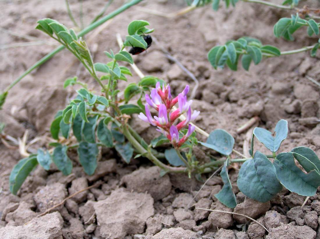 Изображение особи Glycyrrhiza aspera.