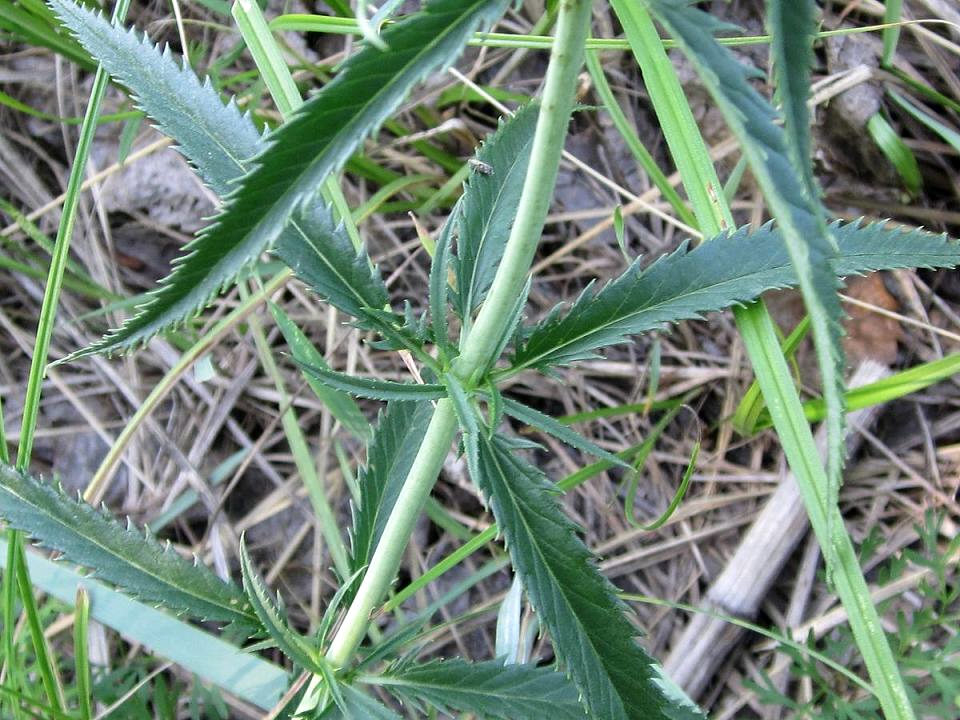 Image of Veronica longifolia specimen.