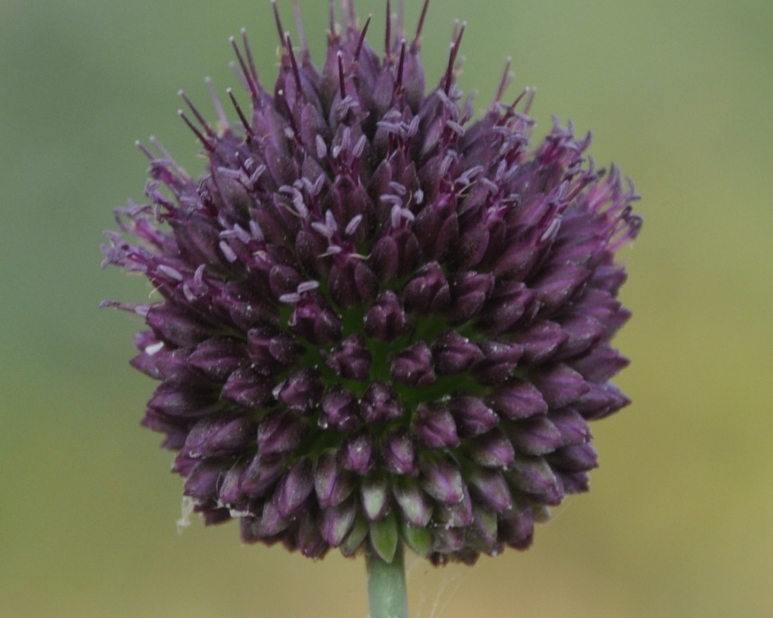 Image of Allium sphaerocephalon specimen.