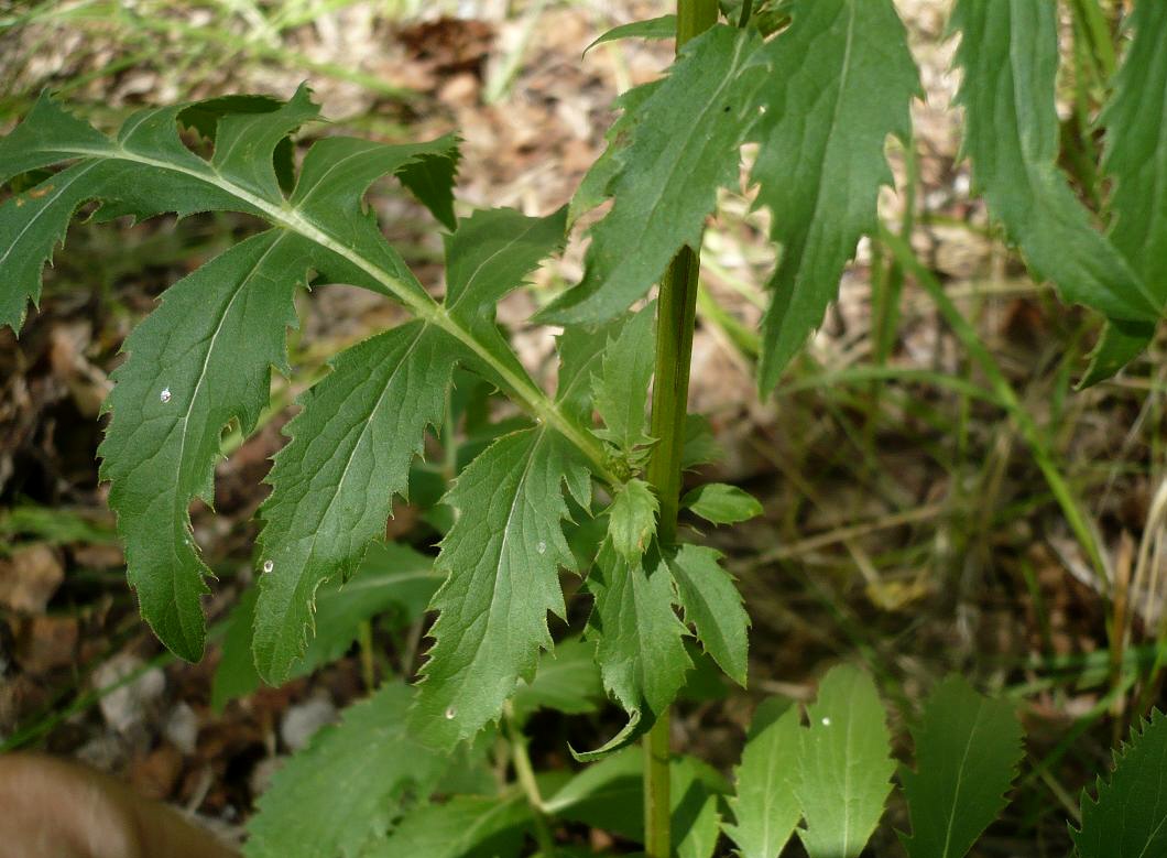 Изображение особи Serratula coronata.