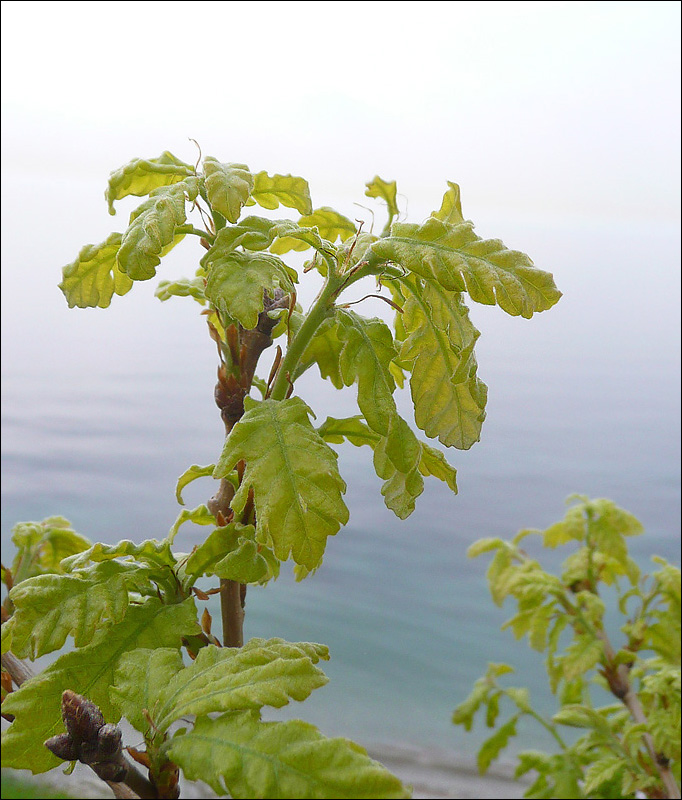 Image of Quercus pubescens specimen.