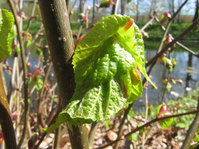 Image of Tilia cordata specimen.