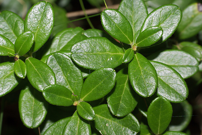 Image of Vaccinium vitis-idaea specimen.