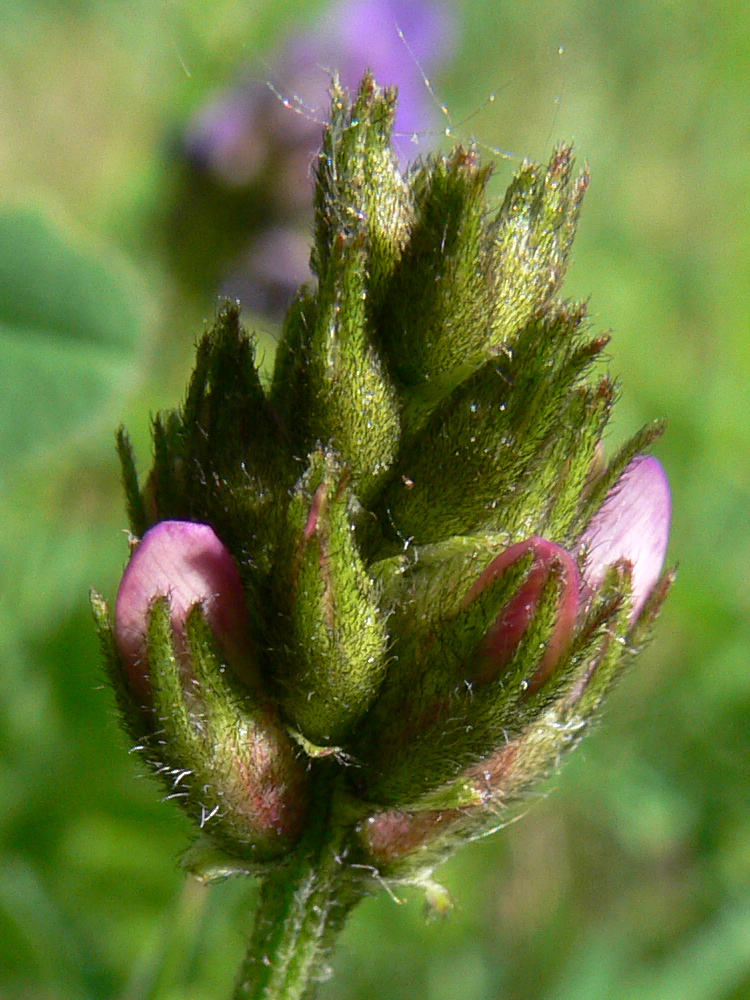 Image of Astragalus agrestis specimen.