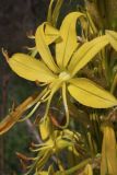 Asphodeline lutea