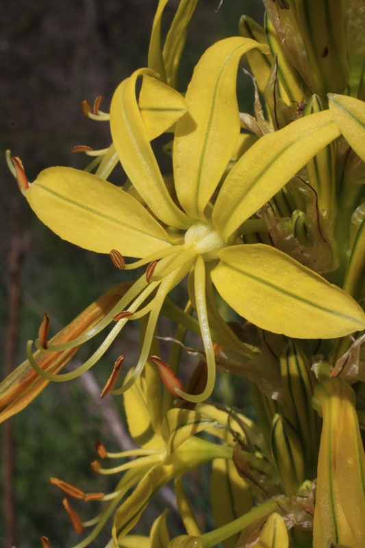 Изображение особи Asphodeline lutea.