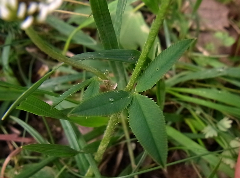 Image of Trifolium montanum specimen.