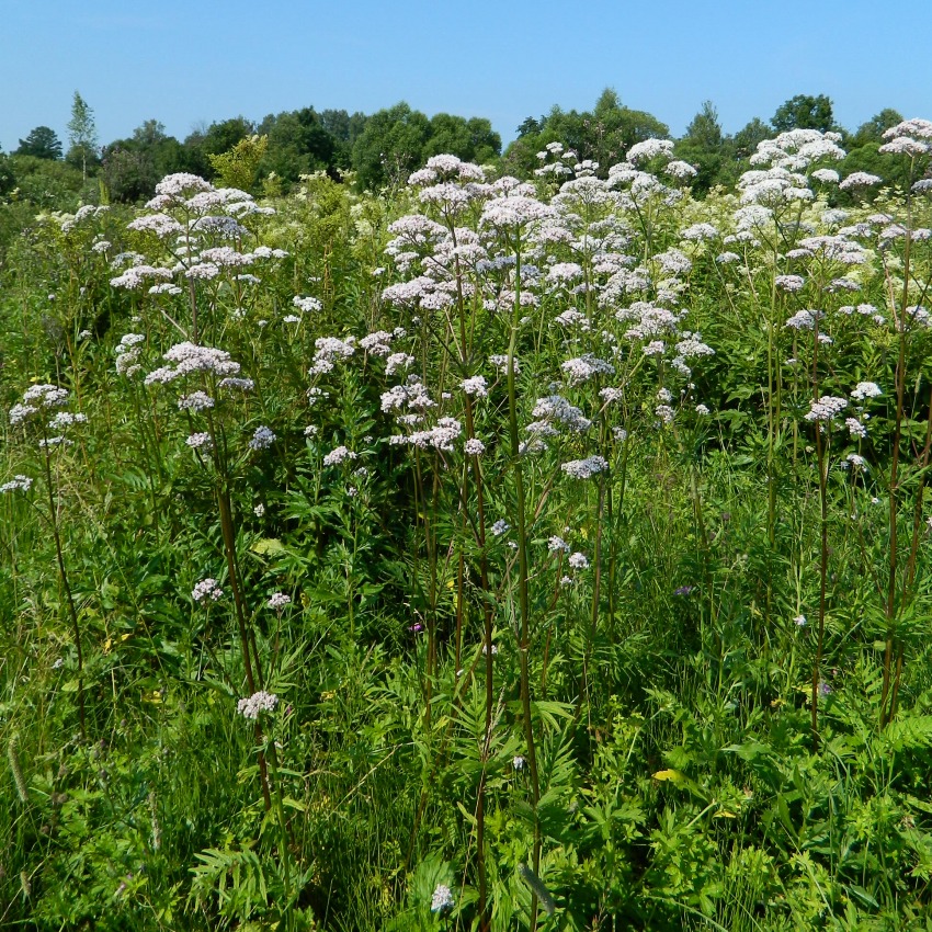 Изображение особи Valeriana officinalis.