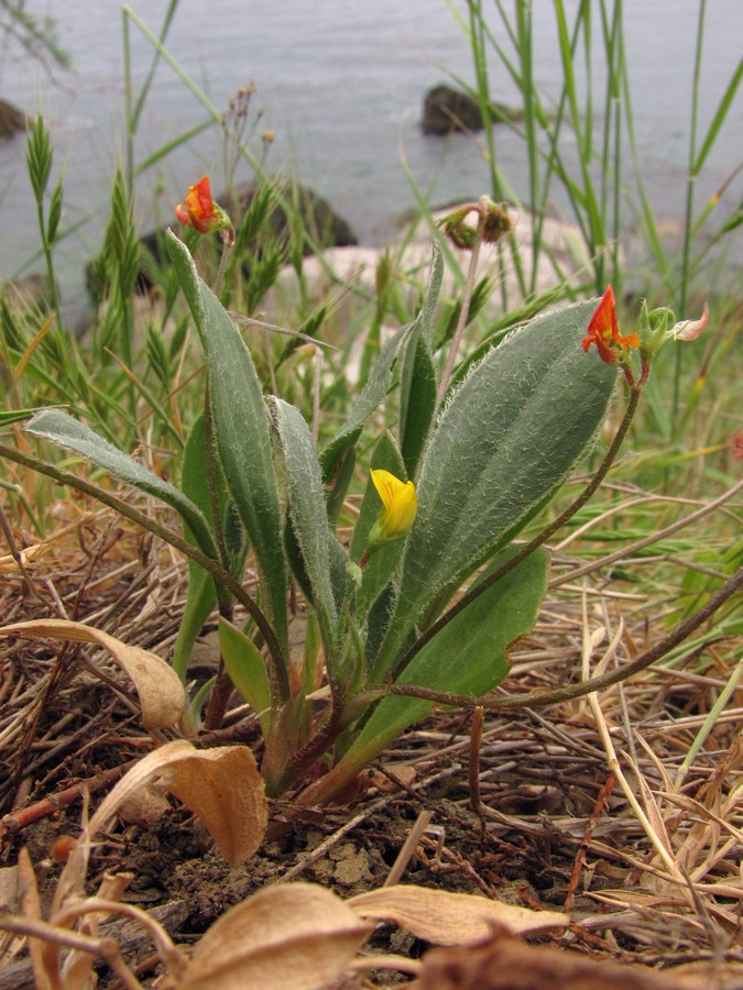 Изображение особи Scorpiurus muricatus.