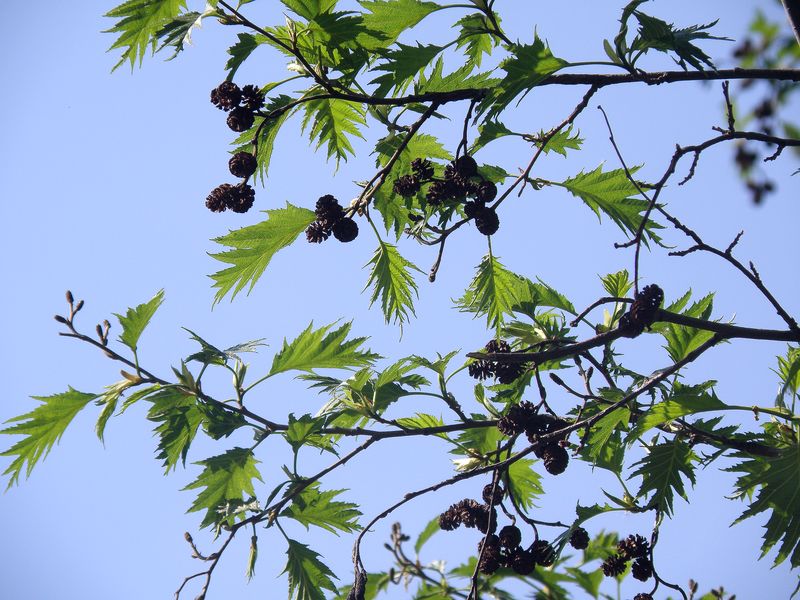 Изображение особи Alnus incana f. acuminata.