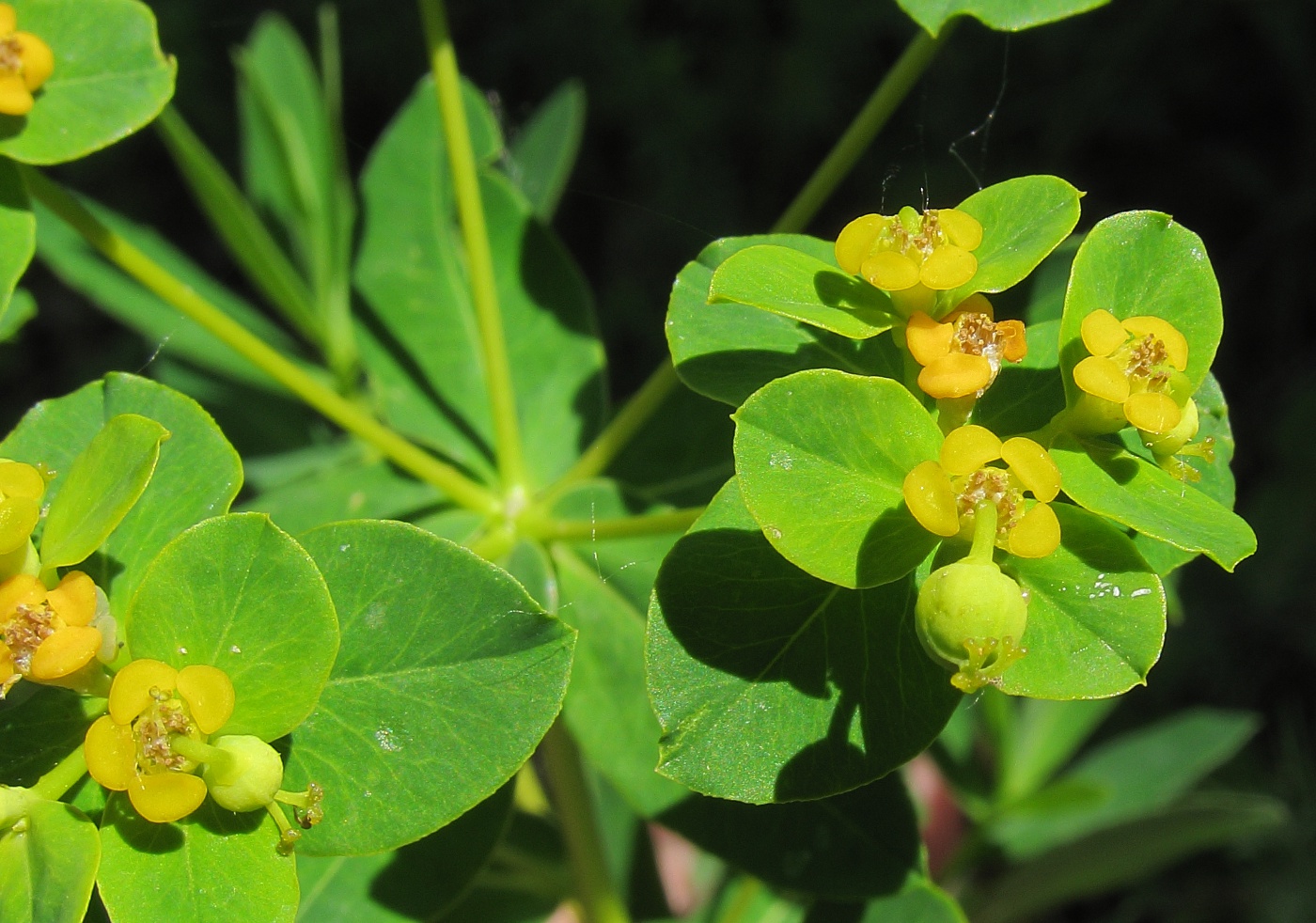 Изображение особи Euphorbia semivillosa.