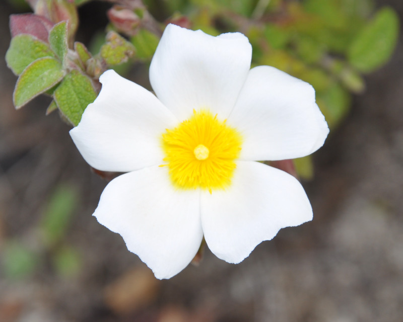 Image of Cistus salviifolius specimen.